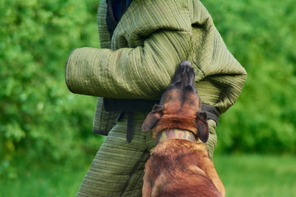 The hound is standing vertically and biting the figurant's hand