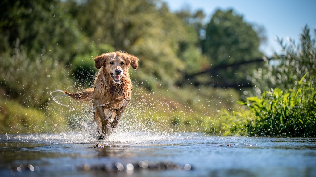 Wet dog running in a puddle
