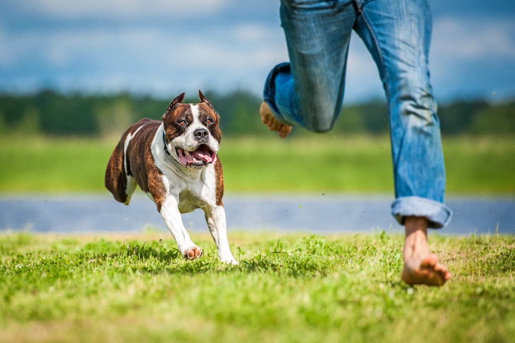 American staffordshire terrier running over a man